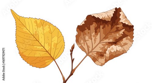 A single branch displays two distinct autumn leaves one vibrantly yellow the other a dry brown