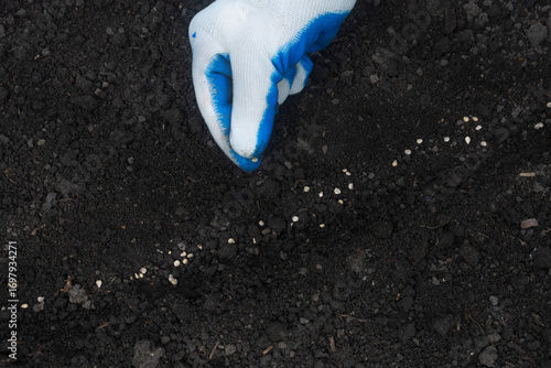 Woman in glove manually sowing spinach seeds into soil, farm, gardening, agricultural concept