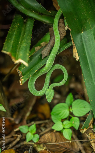 Close up of wild Chinese tree viper Stejneger pit viper on bamboo. Dangerous venomous snake in natural habitat, wildlife and reptile concept in lush green environment