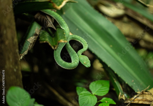 Close up of wild Chinese tree viper Stejneger pit viper on bamboo. Dangerous venomous snake in natural habitat, wildlife and reptile concept in lush green environment