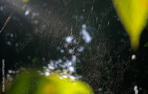 Spider web with morning dew drops in forest. Close-up of delicate web glistening in natural light, wildlife and nature concept, showing intricate patterns and forest morning beauty.