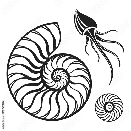 Stylized black and white illustration of a nautilus shell cross section and a jellyfish creature