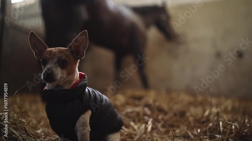 a dog in a stable next to a stallion