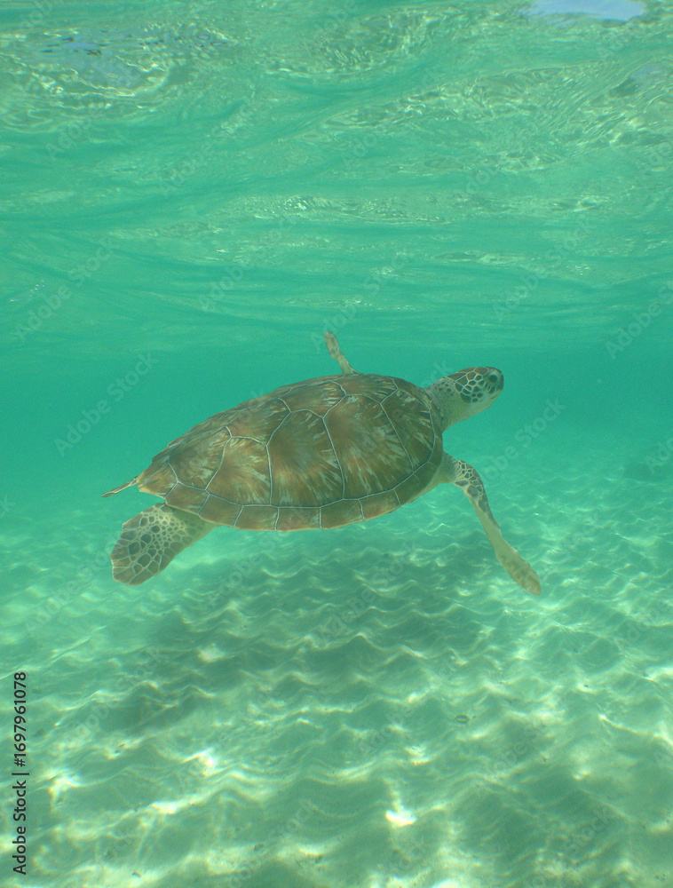 Naklejka premium a sea turtle swimming in the reef