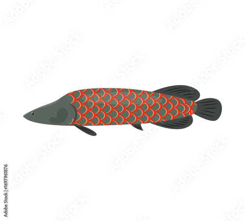 Arapaima vector illustration