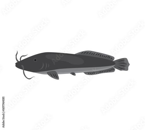 Catfish vector illustration