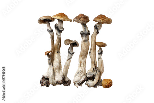 Close-up of several psilocybin mushrooms.  Grouped, light tan caps, pale stems, intricate veining.  Dark background