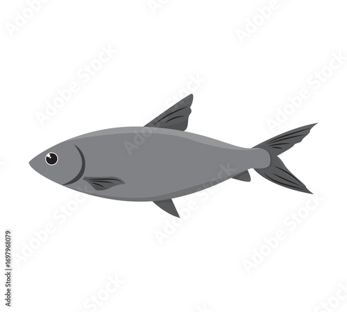 Silver carp vector illustration