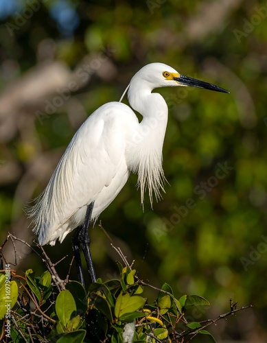 Heron perched in greenery