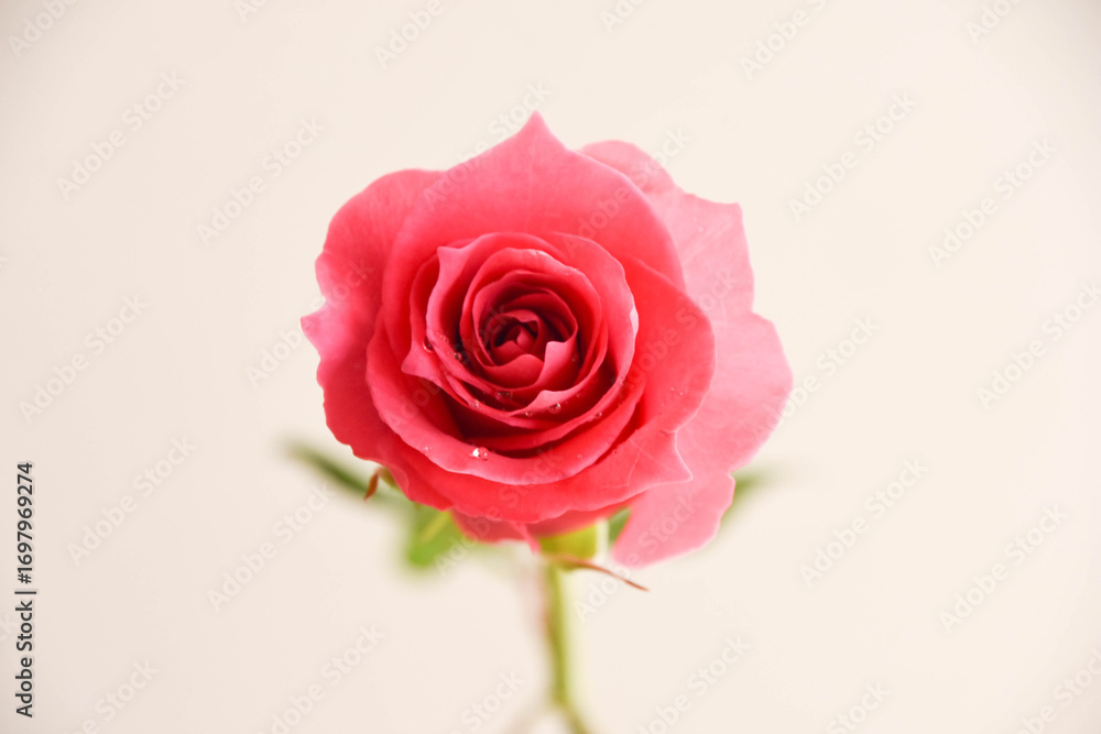 Fototapeta premium ピンクのばら