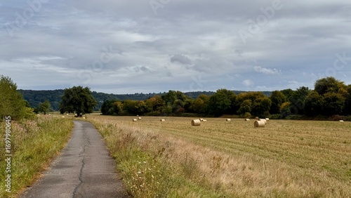 German landscape of an empty walking and cycling path on the dike between the farming lands with rolled hay bales outdoor at daytime during summer in Hennef next to the Sieg river in Germany.