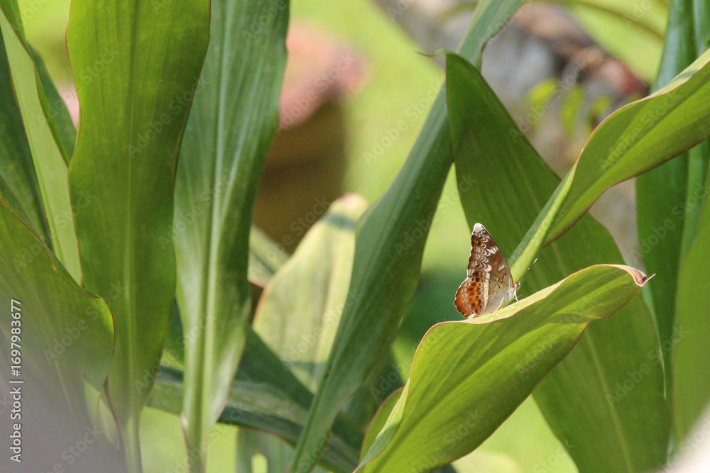 Fototapeta premium butterfly in a garden at khone island in laos