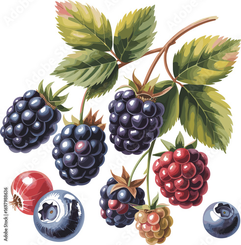 An Assortment of Freshly Harvested Berries Including Blueberries Blackberries Raspberries and a Few Other Delicious Fruits Found on a Leafy Branch