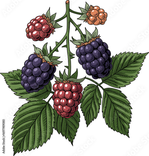 Set of blackberry and raspberry berries on a branch vector illustration