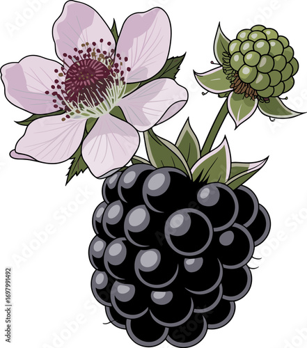 A Detailed Illustration of a Ripe Blackberry Fruit Alongside Its Delicate Pink Flower and Unripe Green Berry Showcasing the Plant's Growth Stages