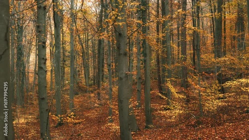 Beech trees with deep orange autumn colors on the foliage in a forest. Smooth sideways motion with view into the tranquil landscape 
