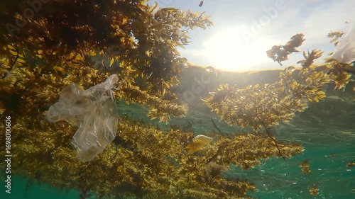 Storm-ripped Sargassum brown seaweed floats on water's surface, mixed with plastic garbage under bright sunrays backlit by sun, Underwater footage of plastic pollution in ocean.