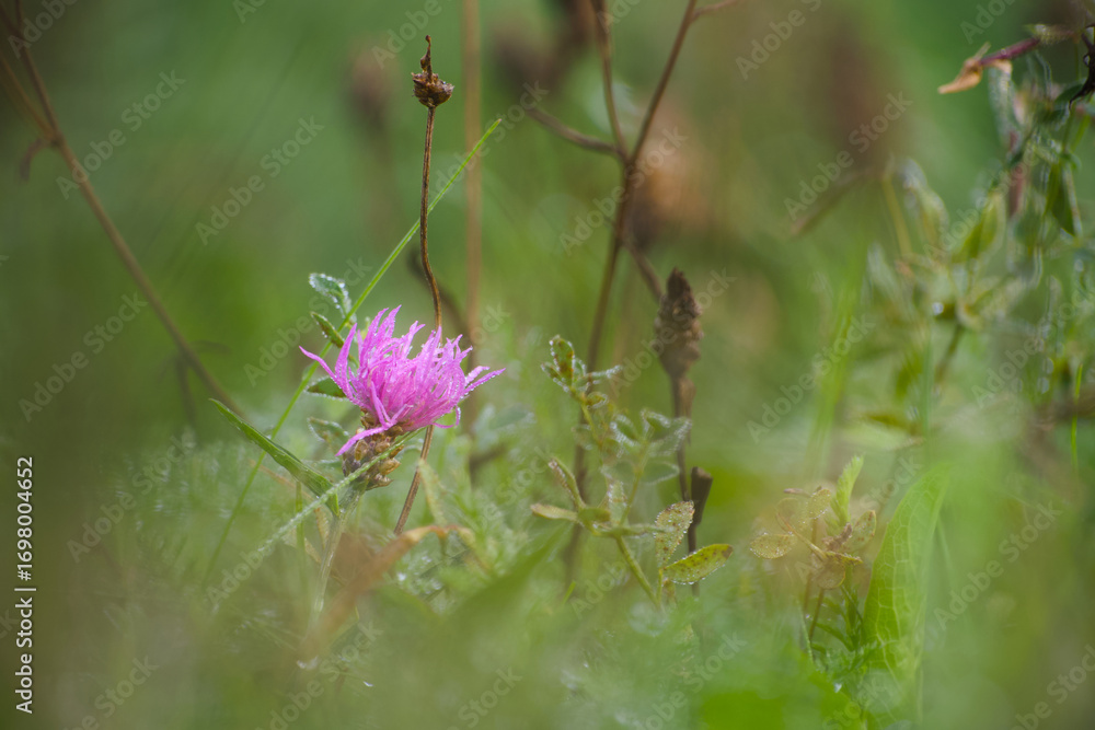Fototapeta premium Wild knapweed blooming in a meadow covered in morning dew close-up