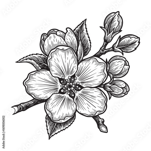 apple blossom leaves