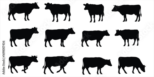 Twelve Black Silhouettes of Cows in Different Poses on White Background cattle animal