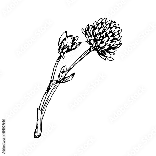 Hand drawn vector illustration of red clover with blooming flower head and side buds, depicted with stem and leaves in fine linework, ideal for herbal packaging, natural medicine labels and eco prints