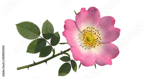 Bild auf Leinwand Delicate pink wild rose flower with green leaves and thorny stem isolated on a c