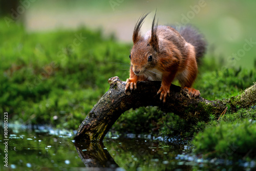 Eurasian red squirrel (Sciurus vulgaris) searching for food in the forest in the Netherlands.  