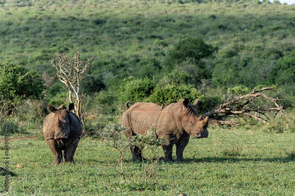 Obraz premium White Rhinoceros bull walking in a private game reserve in South Africa