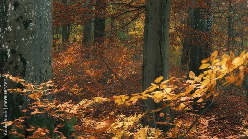 Beech trees and bushes with deep orange autumn colors on the foliage in a forest, smooth sideways motion