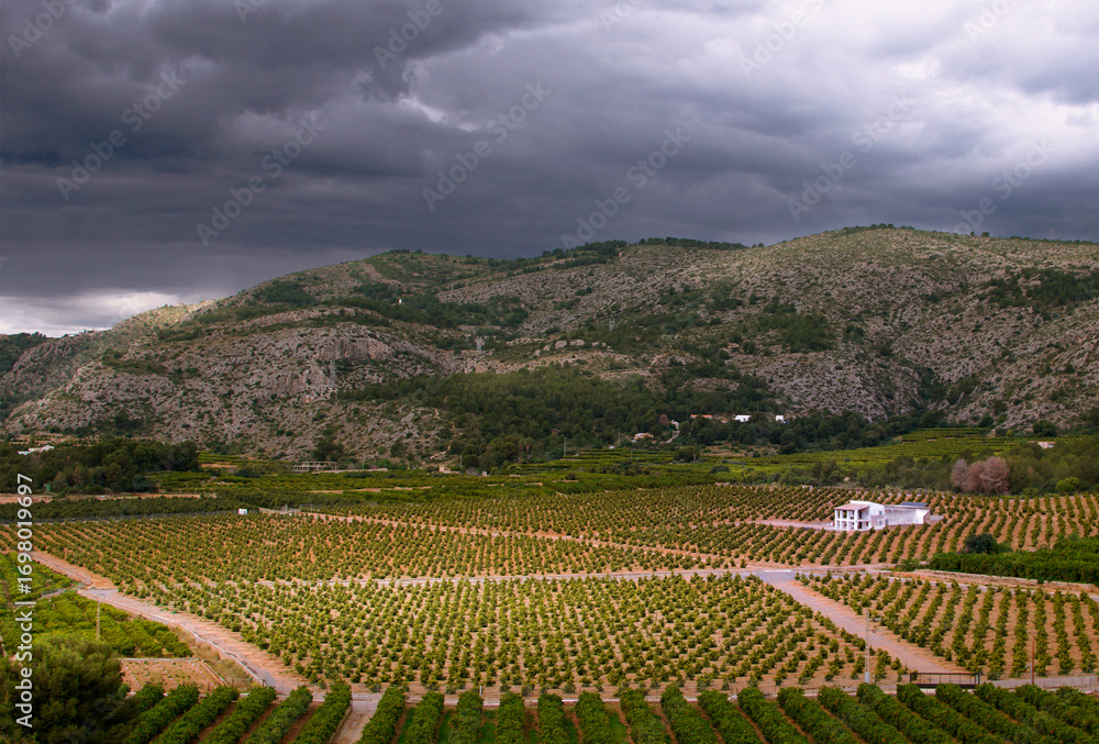 Fototapeta premium Dramatic rural landscape with orange groves and a stormy sky in Castellón, Spain