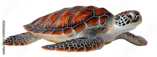 Side view of a sea turtle (2)