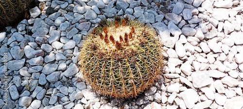 Trees. Looking up trees blowing in the wind with blue sky. Blue sky in daytime is beautiful. Branch of trees is beautiful with bright green leaves. Summer time. Mighty tree with green spring leaves.