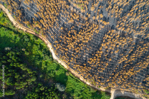 The sharp contrast between a burnt and a green forest The Dividing Line