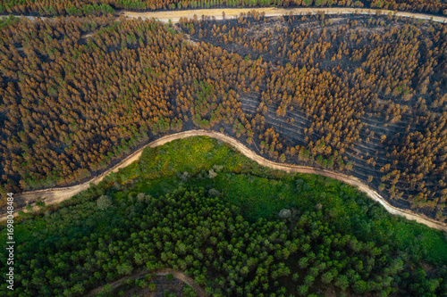 The border between life and death after a devastating wildfire, Nature Survival
