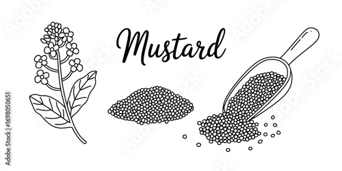 Hand-drawn mustard illustration set with plant branch, flower, seeds in a pile, and wooden scoop. Black and white vector line drawing.