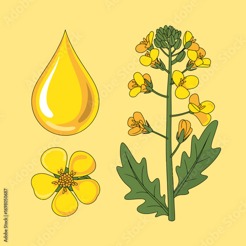 Detailed vector illustration of a rapeseed plant, its vibrant yellow flower, and a single drop of golden golden cooking oil