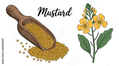 A detailed illustration of mustard seeds in a rustic wooden scoop and the flowering mustard plant, isolated on a white background.