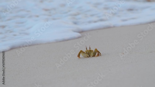 A small crab encounters a gentle ocean wave on a sandy beach in Seychelles.