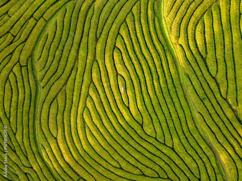 Aerial view of the vibrant green tea plantation creates a mesmerizing maze of natural patterns under the golden sun, Maia, Azores, Portugal.