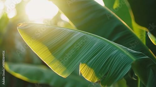 Sunlit banana leaves glow.