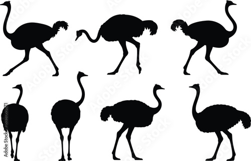 Ostrich bird silhouette set, walking and standing ostriches, flightless bird vector illustration, black animal shape, wildlife graphic art