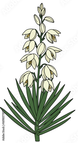 Vector Illustration of Yucca Plant with White Flowers.