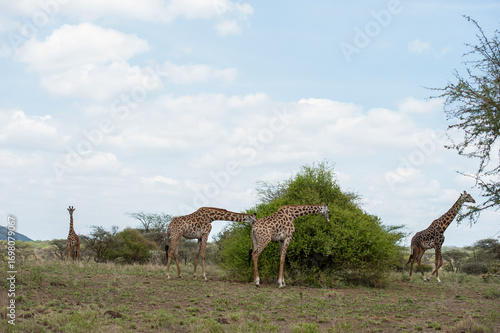 giraffe in the savannah