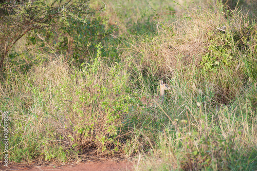 Dik Dik  little Antelope in the savannah