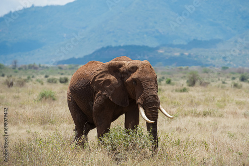 elephant in the savannah