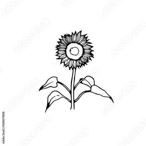 Whimsical hand-drawn sunflower illustration brings natural charm and garden beauty to any design project.