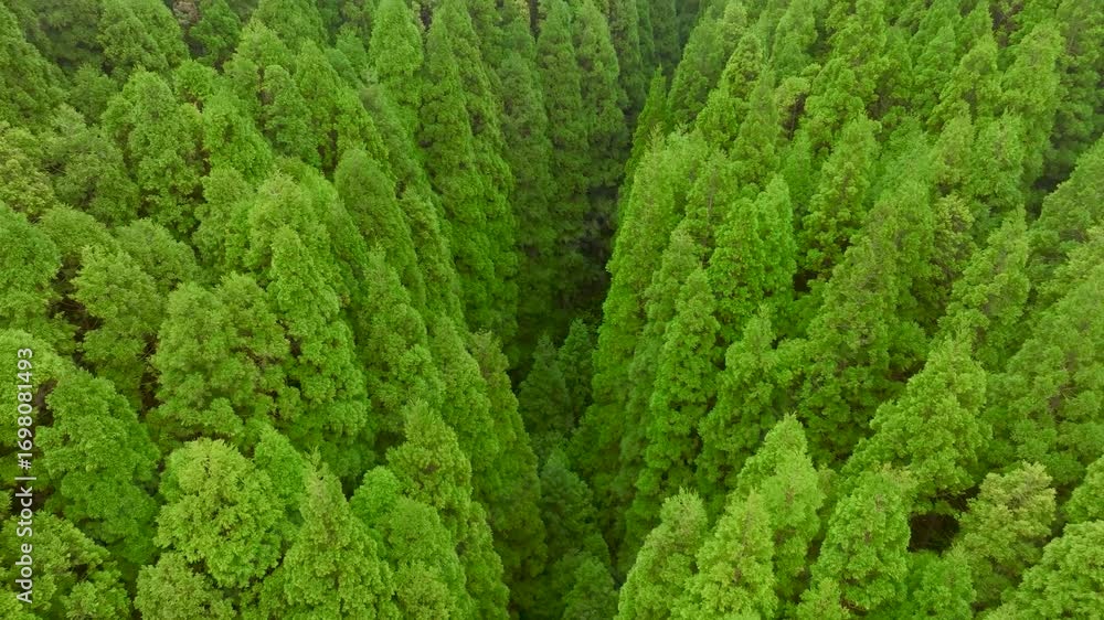 Aerial view of a dense forest canopy with vibrant green trees creating a textured landscape, Nordeste, Azores, Portugal.