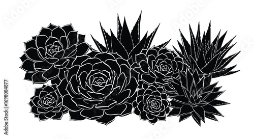 Black and white illustration of succulent plants.