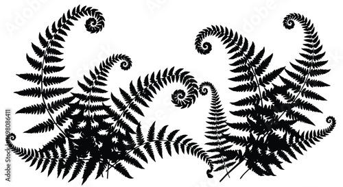 Silhouetted Fern Fronds with Coiled Tips in a Decorative Arrangement.