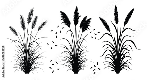 Silhouettes of Pampas Grass Plants with Plumes and Leaves.